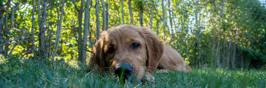 hond