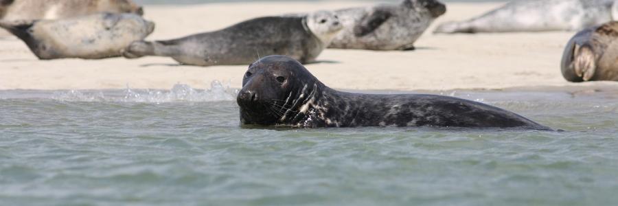 zeehonden