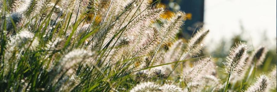 BPO-riet