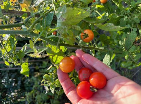 Moestuin
