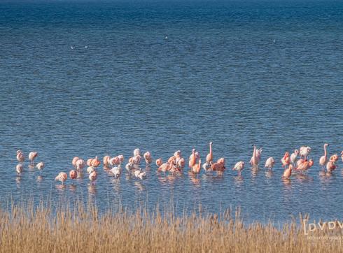 flamingo Dick van de veer