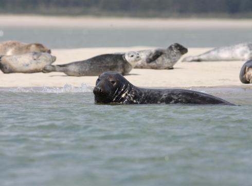 zeehonden